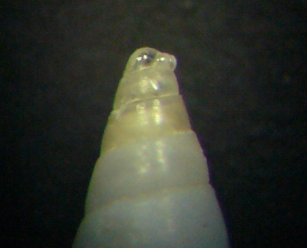 Odostomia turriculata?